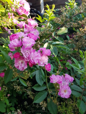 20180529_070221.jpg
