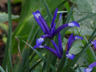 Iris.sintenisii.JPG
