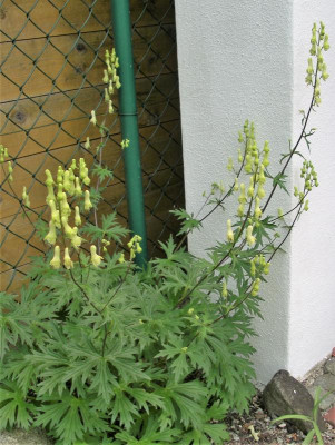 Aconitum spec. 29.05.18.JPG