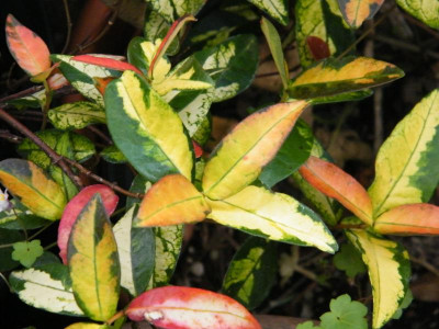 DSCF4408.JPG