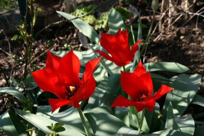 Tu_eichleri060407.jpg