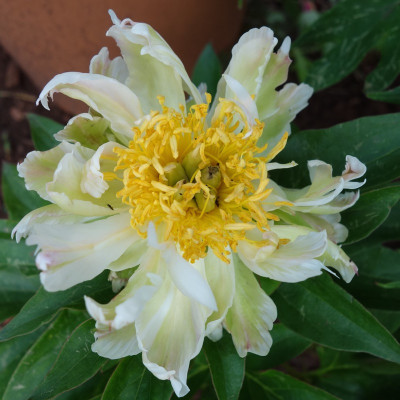 Green Lotus.jpg