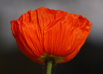 Mohn-060407.jpg