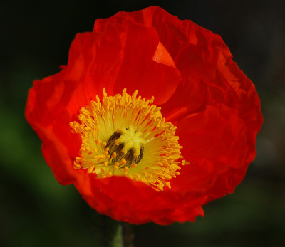 Mohn2_060704.jpg