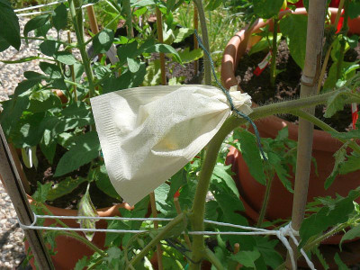 180529_Buratino1.jpg