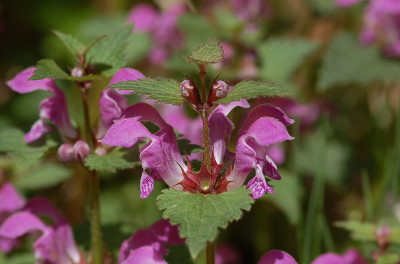 Wilhemsbader-Farbe.jpg