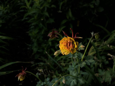 576678DF-CECD-4A53-B4E4-CF7C35621DEA.jpeg