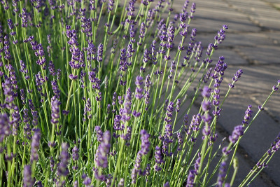 lavendel.jpg