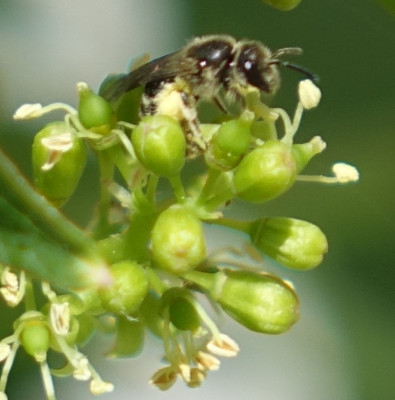 biene-am-wein.jpg