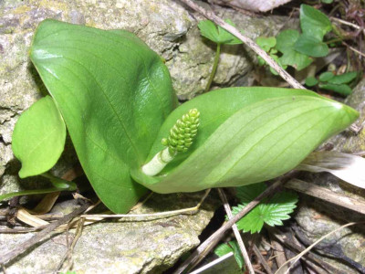 Listera_ovata_07.jpg