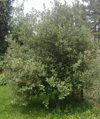 Qu_ilex_290518.jpg