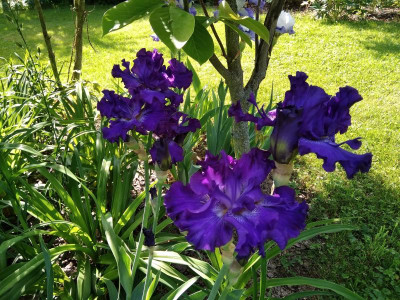 IMG_20180522_092945.jpg