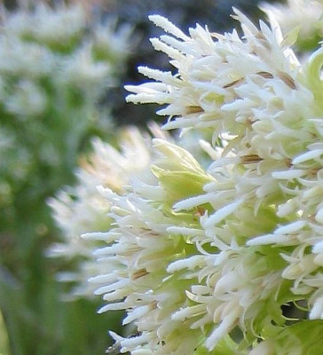 Petasites_albus_20070406_02.jpg