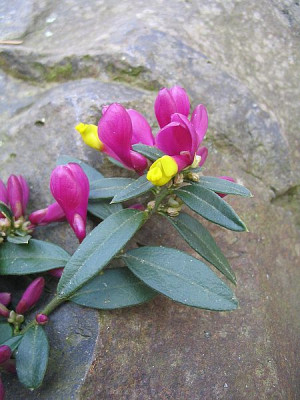 Polygala_chamaebuxus_Grandiflora_fars_2007.jpg