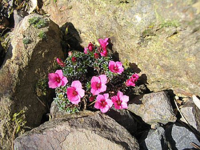 Saxifraga_unbekannt_fars_2007.jpg