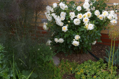 Hinterer Garten.010.jpg