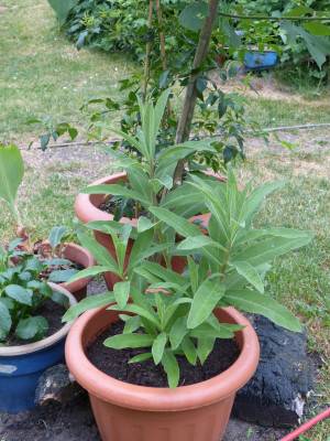 2018-05-30 Lobelia tupa.jpg