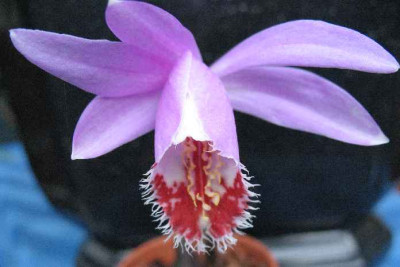 4.4.07._Pleione_Brigadoon_021.JPG