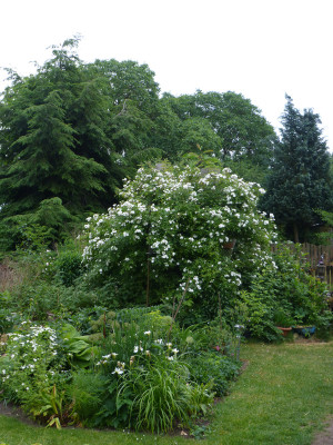2018-05-30 Rose 'Darlow's Enigma'.jpg