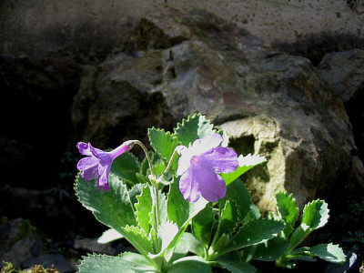 Primula_marginata_fars_2007.jpg