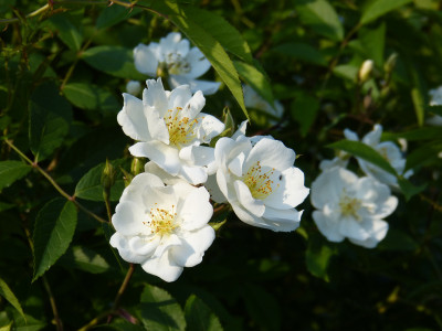 2018-05-29 Rosen 'Darlow's Enigma'.jpg