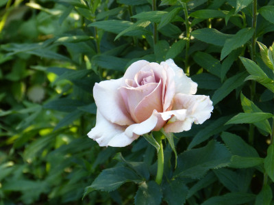 2018-05-29 Rosen 'Mokarosa'.jpg