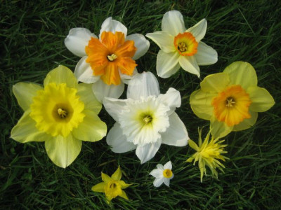Narzissenmix_fruh_43251.jpg