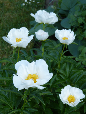 2018-05-29 Paeonia 'Yellow King'.jpg
