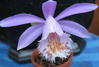 4.4.07.Pleione_Britania_Dooreen__019.JPG