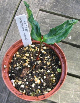 Davidia_involucrata_Saemling_fars_2007.jpg