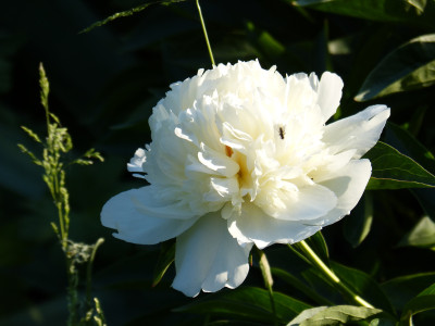 2018-05-29 Paeonia 'Lancaster Improved'.jpg