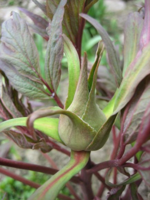 Paeonia_suffr._Hana_Daijin_4301_r11.jpg