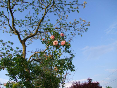 30.05.2018 20-21-04_1814.jpg