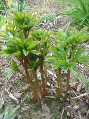 Paeonia_peregrina_4305_r11.jpg