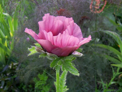 40 Patty's Plum PIC_0315.JPG