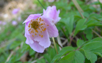 anemone_nemorosa_innen_rosa.jpg