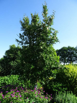 Stewartia pseudocamellia May 2018 1.JPG