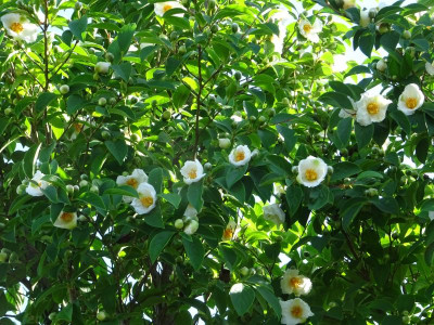 Stewartia pseudocamellia May 2018 2.JPG