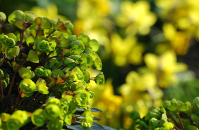 Euphorbia_Tete_a_Tete_1_04-04-2007.jpg