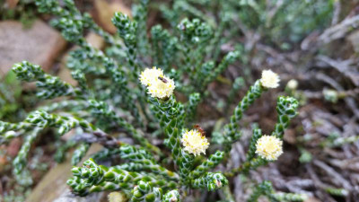 Helichrysum selago var. tumidum 31.05.18.jpg