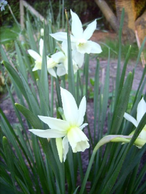 Narcissus_Thalia_04.05.2006_030.jpg