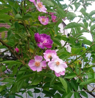_20180530_222817.JPG