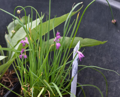 Allium-unbekannt.18-1.jpg
