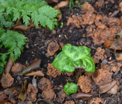 Podophyllum-SpottyDotty.18-1.jpg
