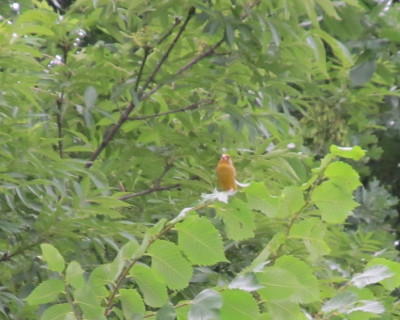 IMG_6931 detail.jpg