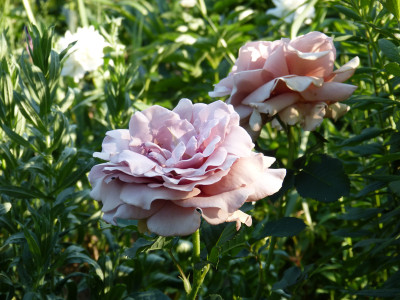 2018-05-31 Rosen 'Mokarosa'.jpg
