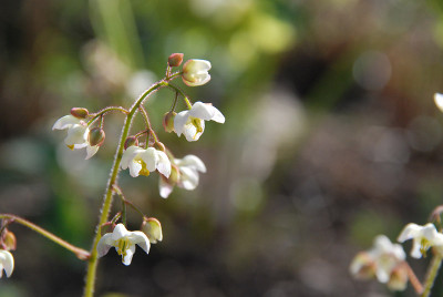 epimedium_pubigerum.jpg