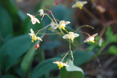 epimedium_perralderianum.jpg