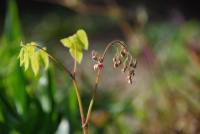 epimedium_x_cantabrigiense.jpg