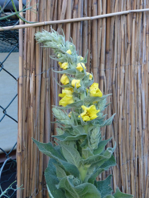 2018-05-31 Verbascum olympicum.jpg